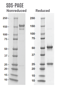 SDS-PAGE Gel of Expressed Antibody